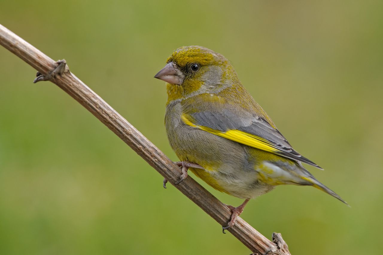 Verdone (Carduelis chloris chloris)